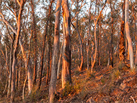 Dry eucalypt forests